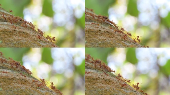 红蚁正在携带猎物蚂蚁生物动物昆虫觅食搬运