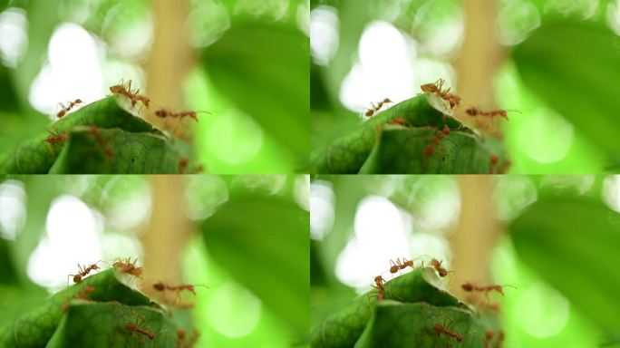 红蚂蚁和它们作为一群行动蚂蚁的共存，在它们的巢穴里作为一个团队工作。团结理念团队合作
