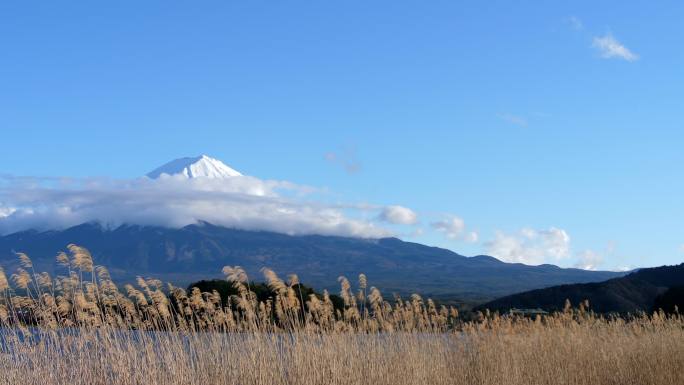 秋天的川口湖山富士