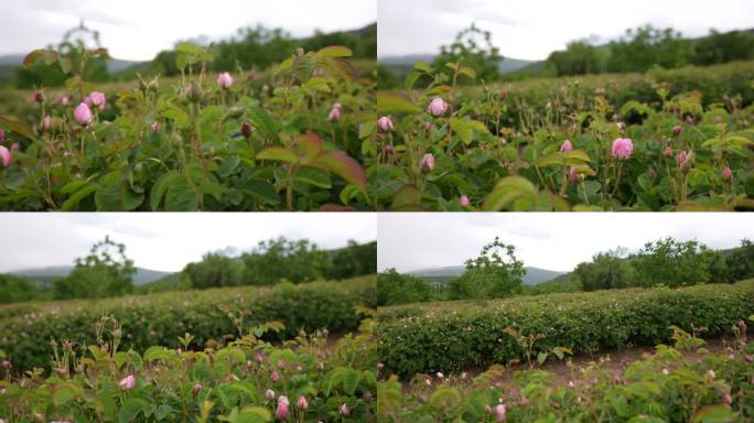 土耳其伊斯帕塔一片农田里的一排排玫瑰，慢镜头