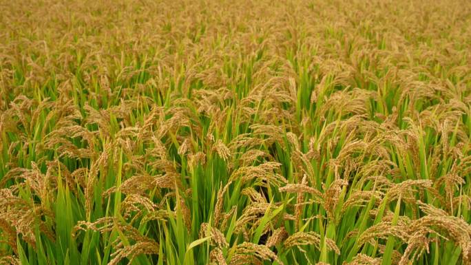 稻田地里整片成熟的水稻