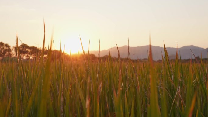 丰收的稻田 下起太阳雨