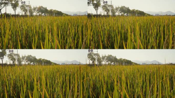 农村农业稻田