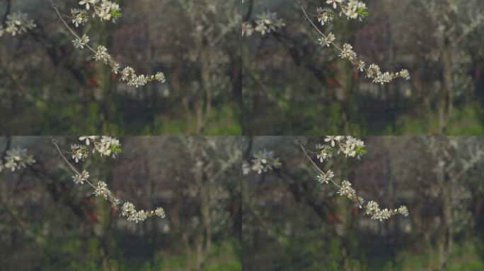 在4k视频的水平格式中，野生梅花在绿色中绽放。核果花在春天开花。蜜蜂从花中收集花粉