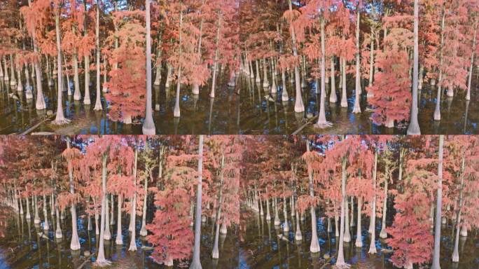 秋天武汉涨渡湖红叶水上森林杉树