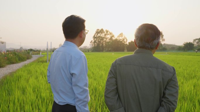 稻田 水稻