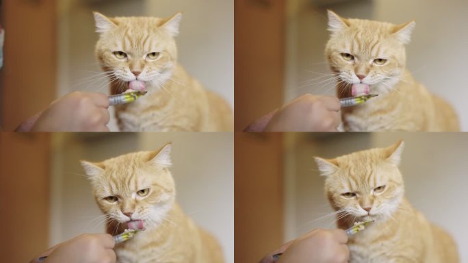 橘斑猫喜欢在猫咖啡馆里给陌生人喂食