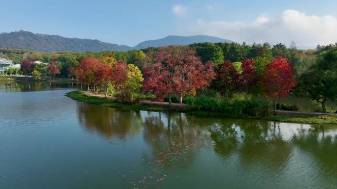 航拍南京中山陵前湖公园秋季景色