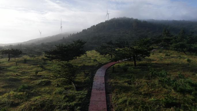 森林景观步道