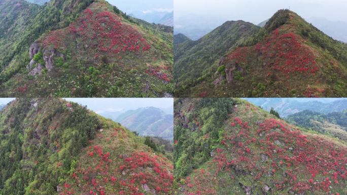 武义大莱老龙眼杜鹃花航拍