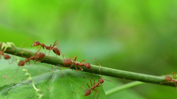 蚂蚁行动站团队之旅蚂蚁桥团结理念团队携手合作。