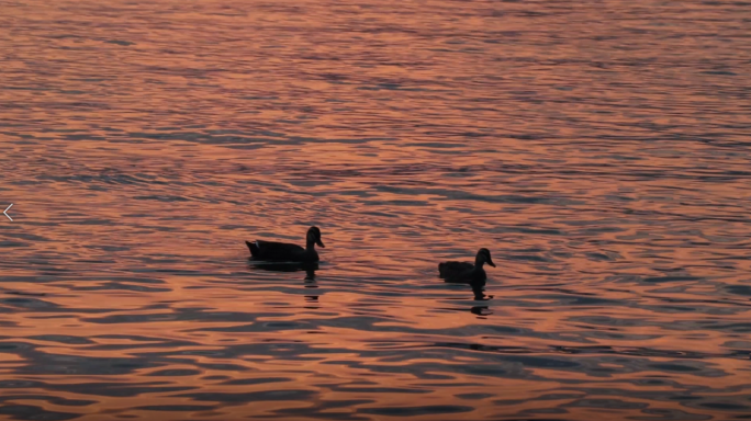 夕阳下西湖鸳鸯成群