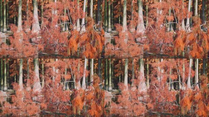 秋天漂浮在湖面上的红杉树