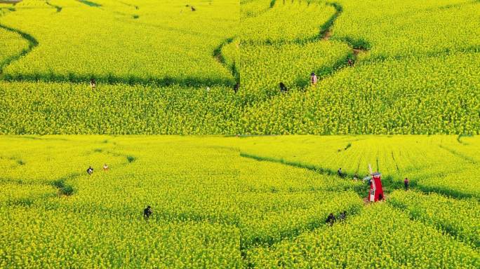 油菜花海航拍（福州闽侯鸿尾村）