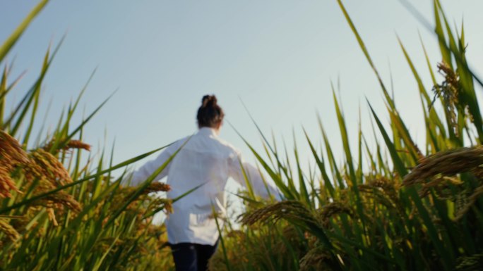 夕阳下手摸水稻奔跑背影