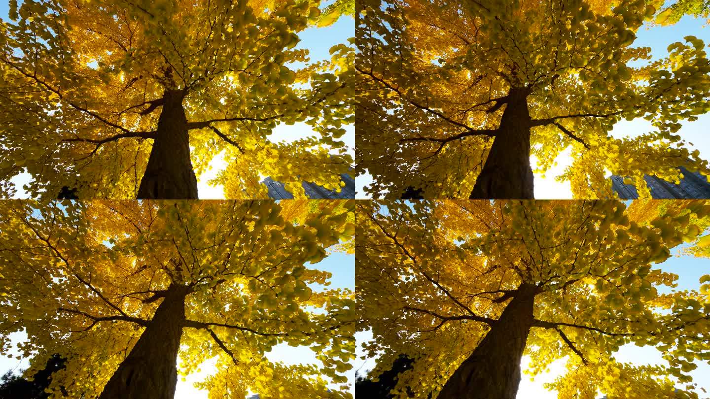 逆光升格拍摄金黄色银杏树叶