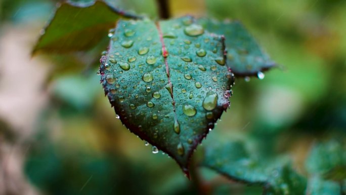 带雨滴的玫瑰叶树叶上的水珠微距特写镜头热