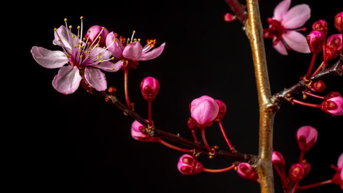 野生梅花在水平格式延时4k视频中绽放。核果花在春天开花。