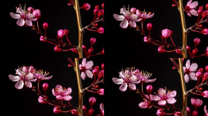 野生梅花在水平格式延时4k视频中绽放。核果花在春天开花。