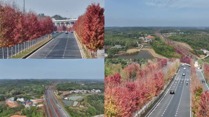 御3拍摄 益阳鱼形湖枫叶鱼形湖路红枫大道