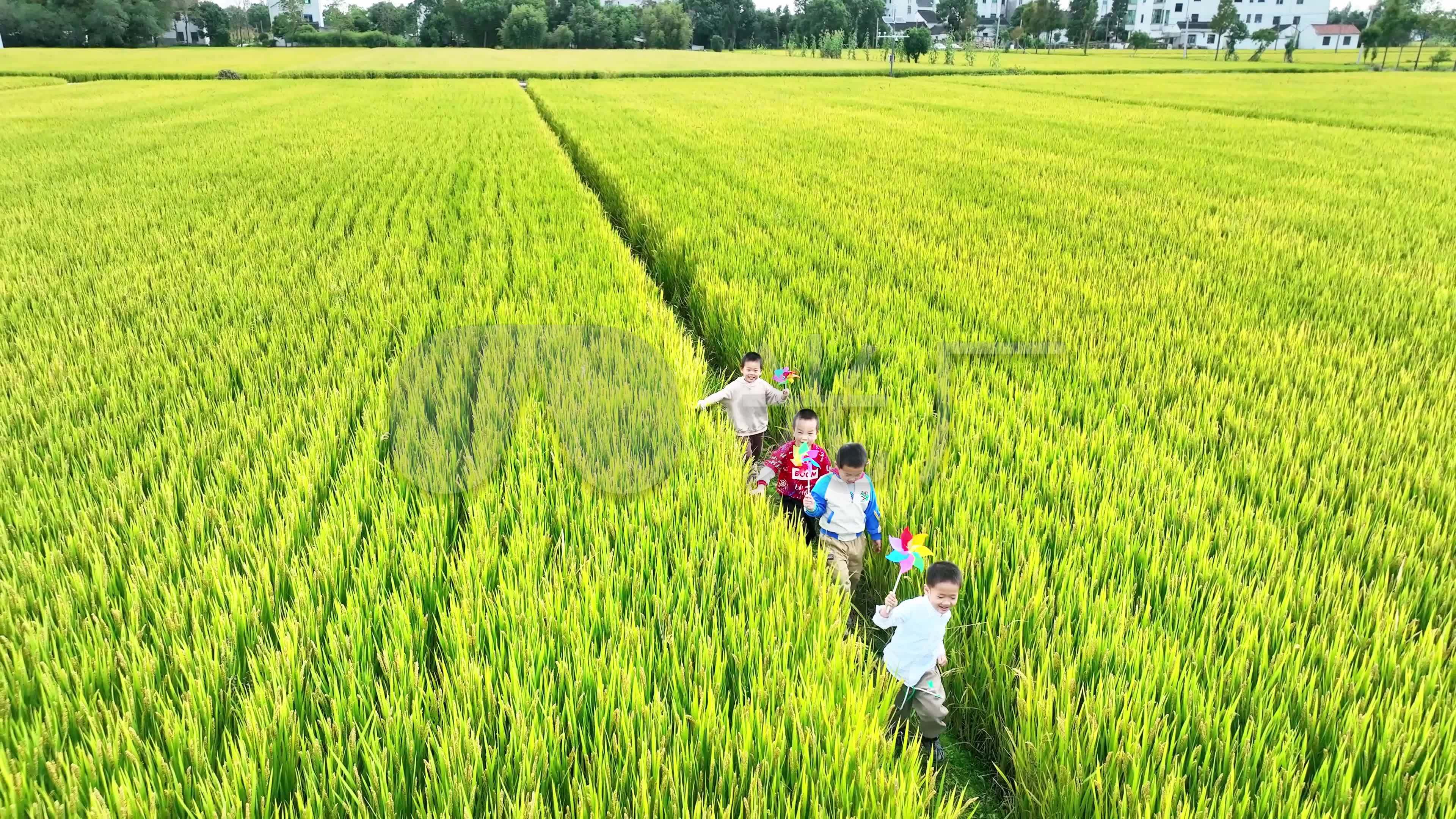 农民的孩子从泥泞的稻田里学习幼苗 库存照片. 图片 包括有 孩子, 聚会所, 团体, 姿势, 兄弟, 结构树 - 241112762