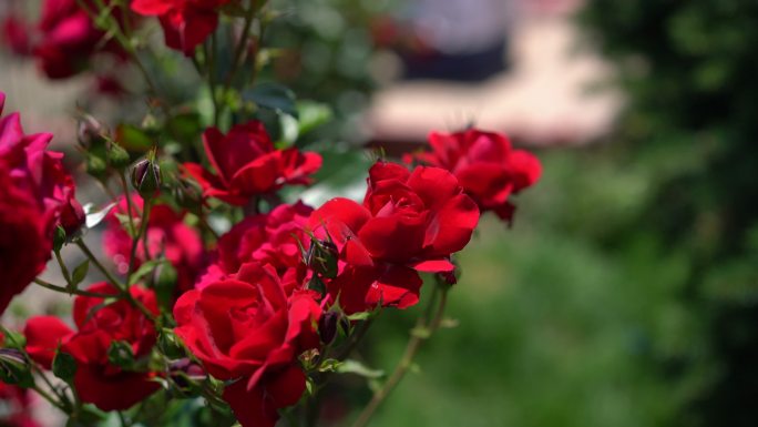玫瑰和玫瑰花蕾实拍唯美意境