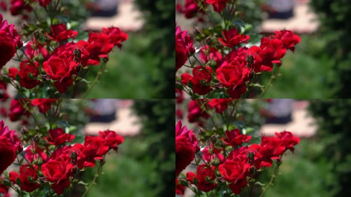 玫瑰和玫瑰花蕾实拍唯美意境
