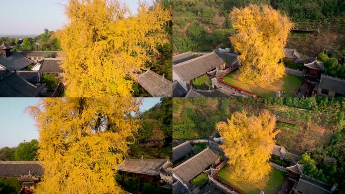 西安古观音禅寺千年银杏树多角度航拍