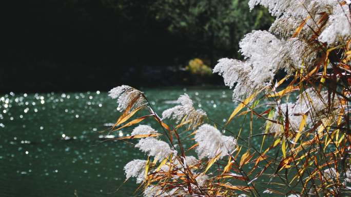 河边的芦苇