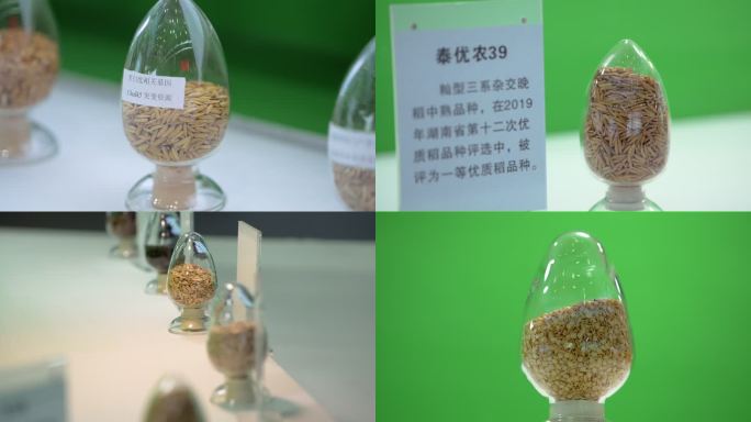 4K湖南省农业科学院优良种子展示空镜
