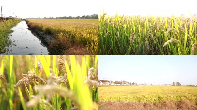 水稻田