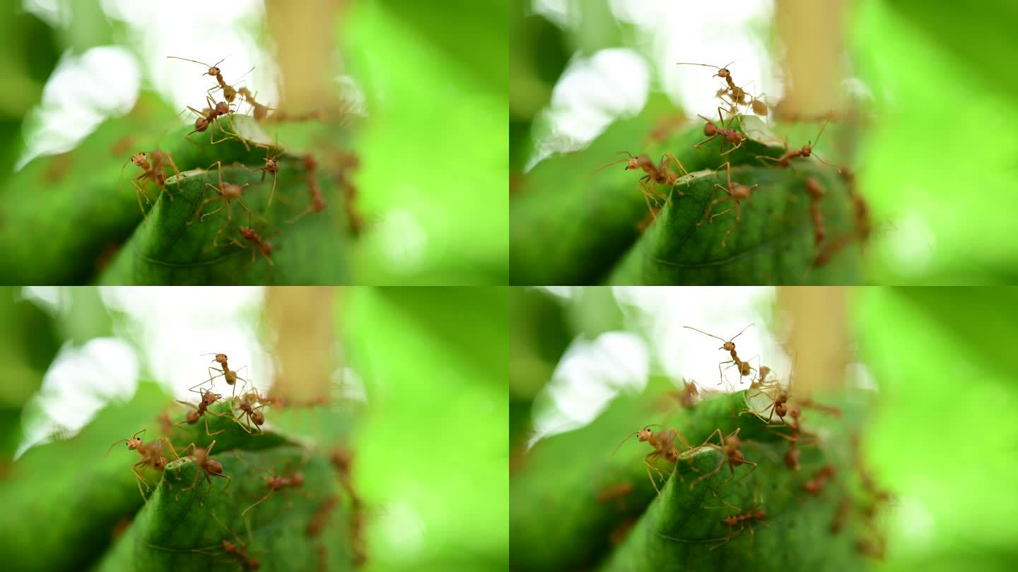 红蚂蚁和它们作为一群行动蚂蚁的共存，在它们的巢穴里作为一个团队工作。团结理念团队合作