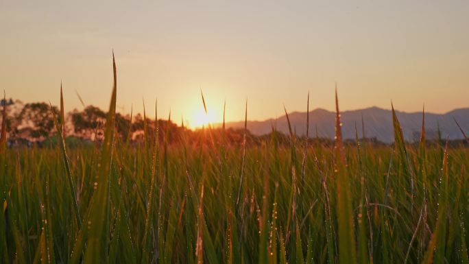 丰收的稻田 下起太阳雨