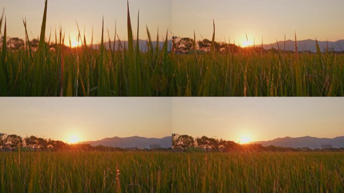 丰收的稻田 下起太阳雨