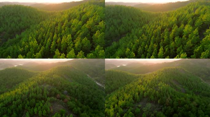 4K航拍树林视频素材