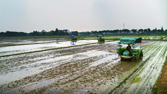 航拍车队水稻春耕机械耕种传统耕种现代农业