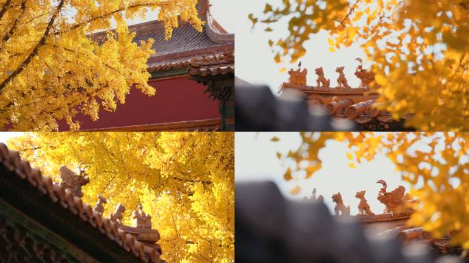 北京皇家故宫古建筑秋天银杏