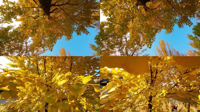 逆光升格拍摄金黄色银杏树叶