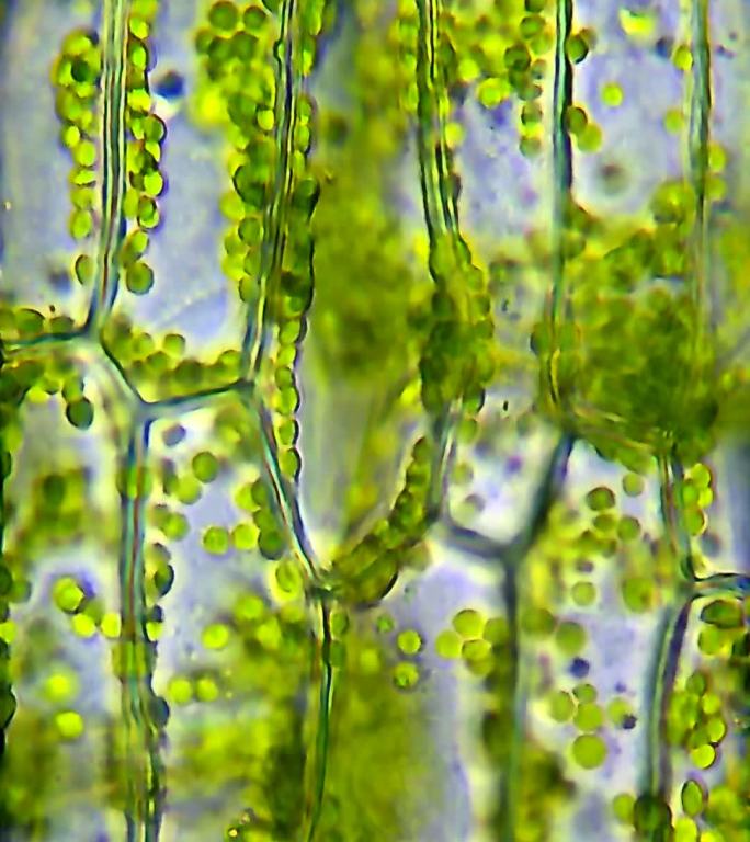 水植物叶细胞结构水植物叶细胞显微镜光合作