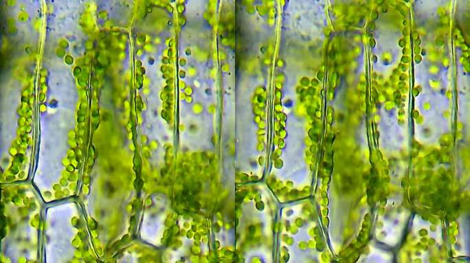 水植物叶细胞结构水植物叶细胞显微镜光合作