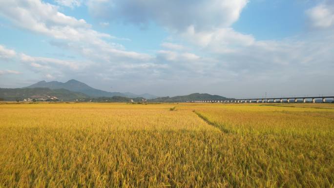 农村稻田航拍