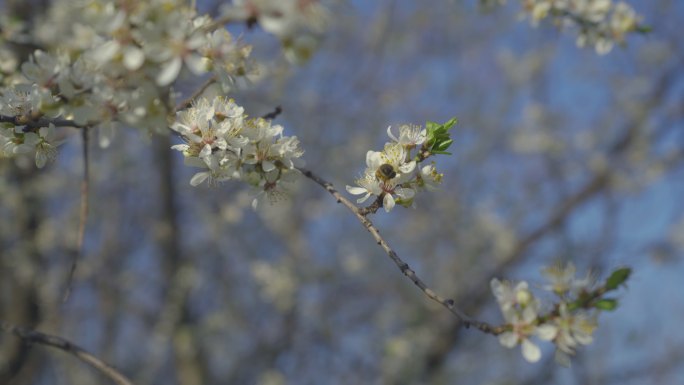 在4k视频的水平格式中，野生梅花在绿色中绽放。核果花在春天开花。蜜蜂在蓝天的映衬下采集花朵的花粉。