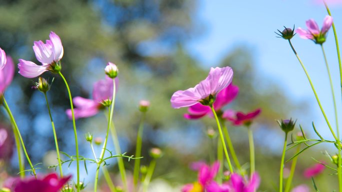 唯美鲜花特写