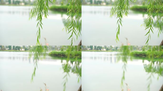 高清实拍升格公园湖边翠柳