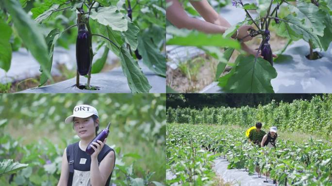 茄子蔬菜种植基地 年轻农民采摘茄子