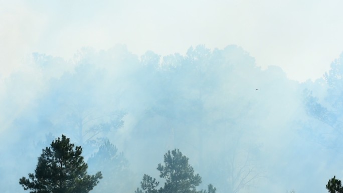 森林大火产生的风驱动烟雾穿过松林，前景是幼松的顶部