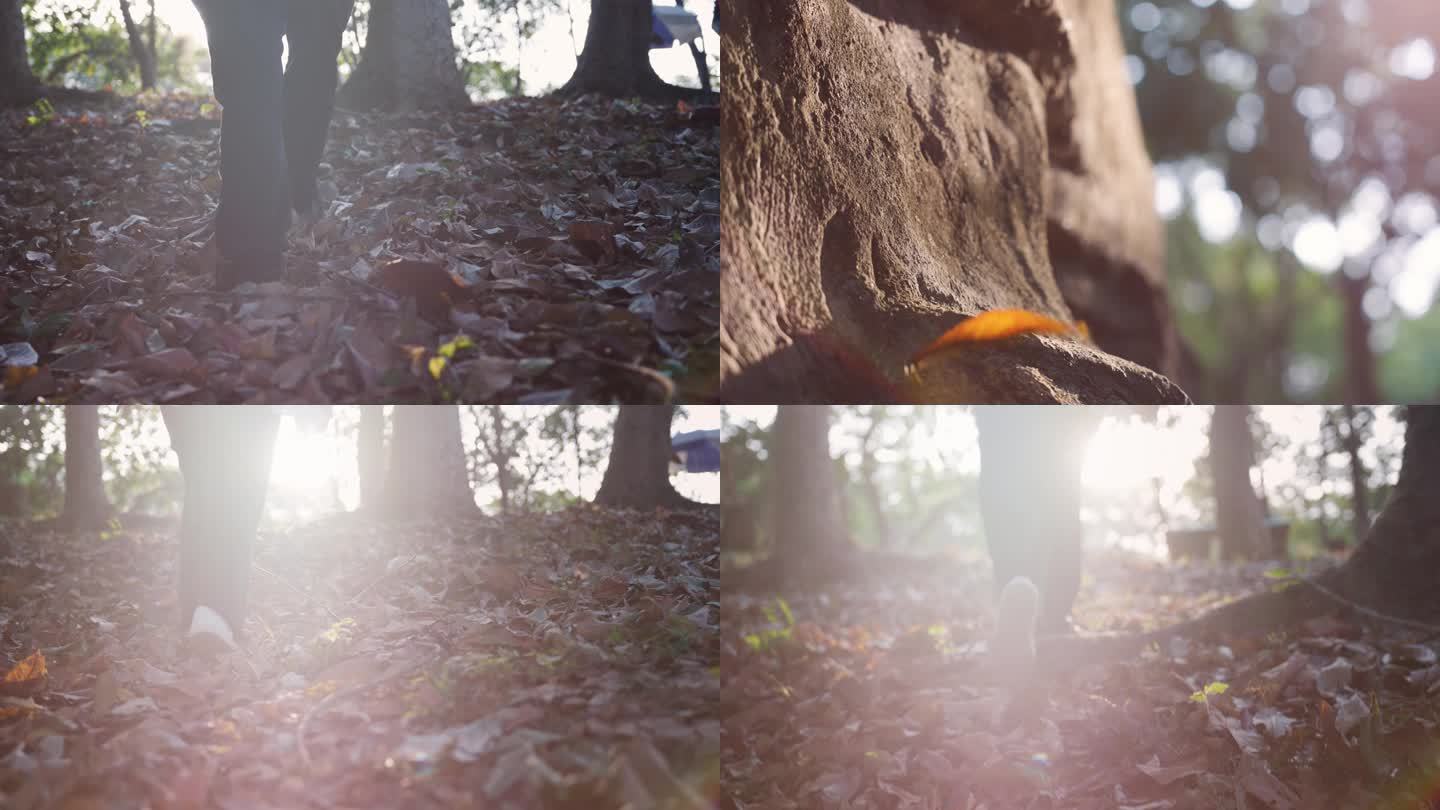 秋天漫步山林落叶满地4k视频素材