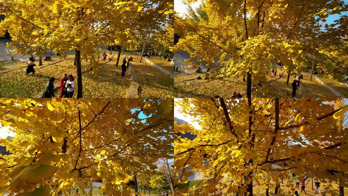 秋天黄色银杏树游人拍照升格拍摄