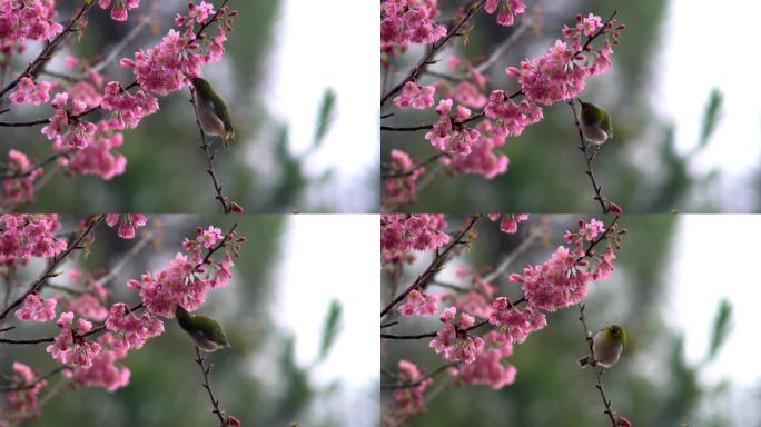 小鸟在梅花树上美极了