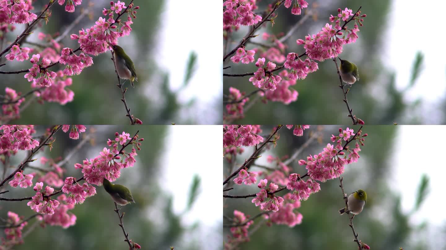 小鸟在梅花树上美极了